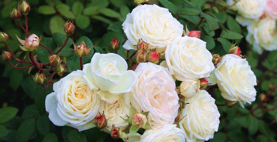 Розы-шрабы: описание и выращивание