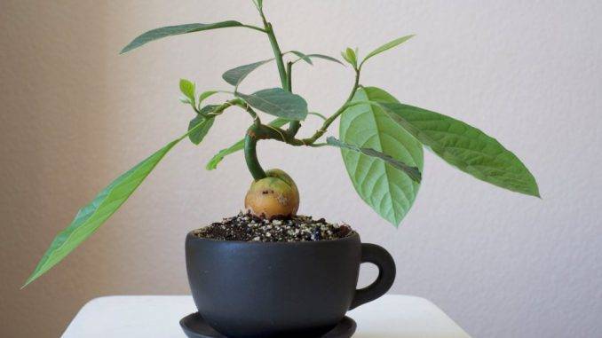 Авокадо из косточки —  выращивание в домашних условиях