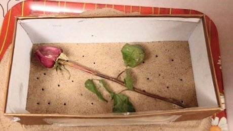 Как правильно засушить розы в домашних условиях
