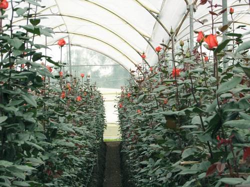 Как выращивать хризантемы в теплице: методы размножения и особенности ухода