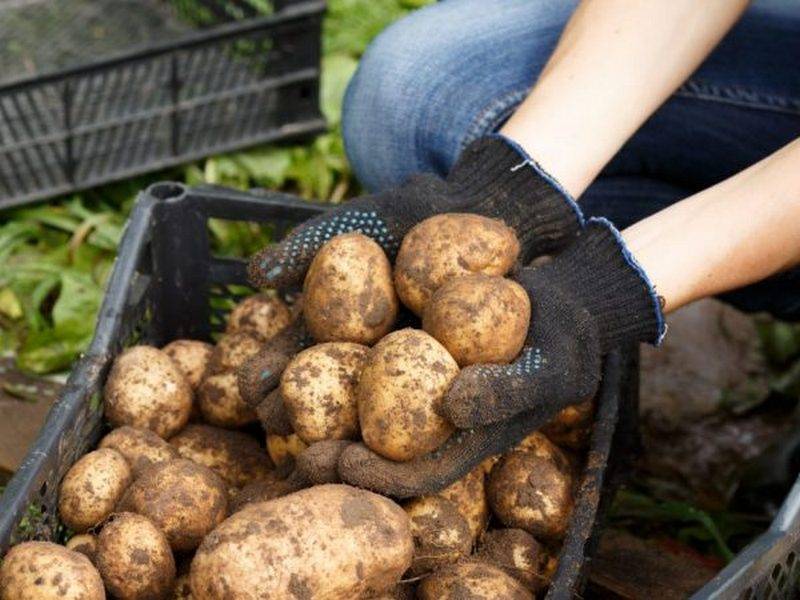 Какая должна быть глубина посадки картофеля, от чего она зависит и на что влияет