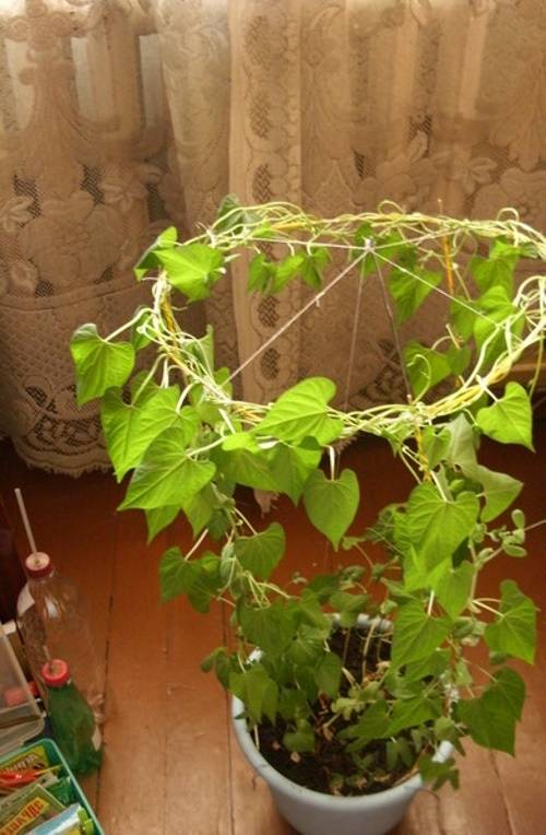 Ампельная ипомея — лиственно-декоративное растение