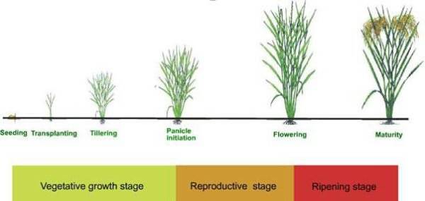 Вегетация растений — что это и как такой период протекает