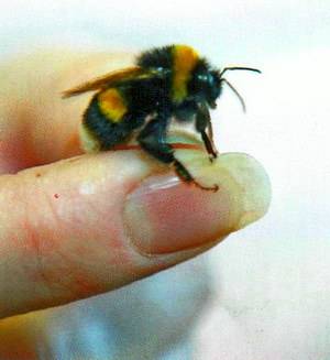О разведении шмелей: почему не разводят как пчел, как развести на участке самому