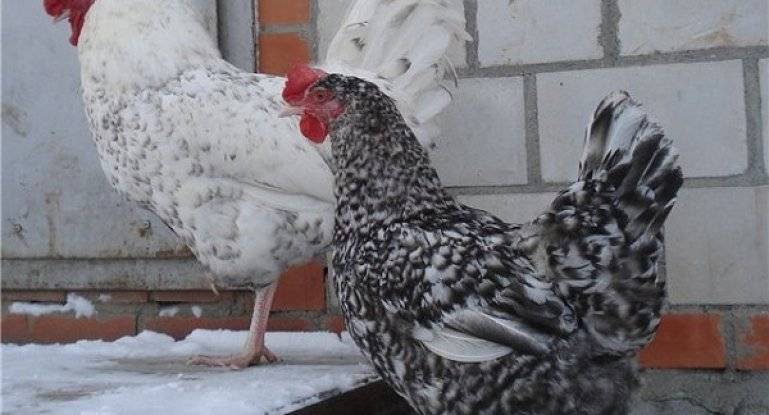 Как вывести цыплят с наседкой: все этапы высиживания яиц и выращивания молодняка