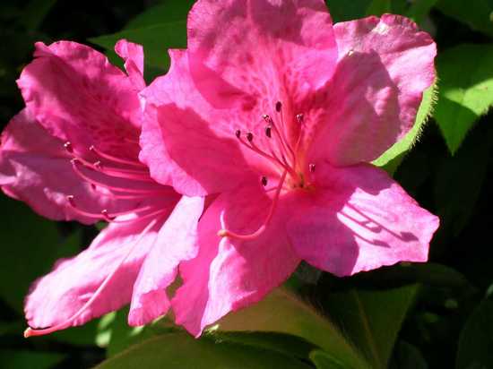 Азалия (azalea): виды и сорта для выращивания в саду