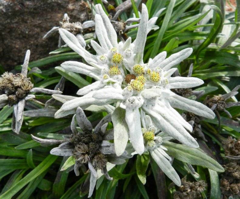 Эдельвейс цветок: выращивание из семян, посадка и уход, фото + видео