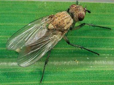 Обрабатываем лук от луковой мухи: 8 способов + советы