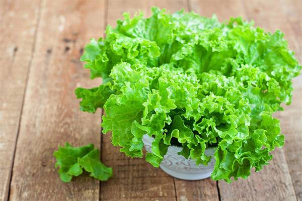 Польза и вред зеленого салата