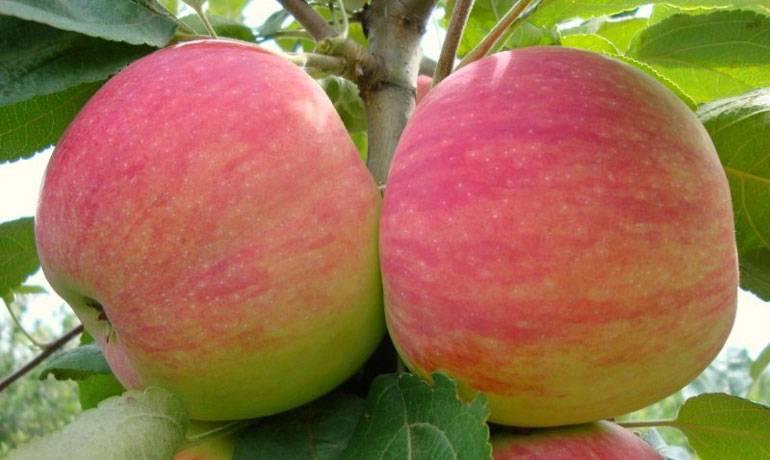 Лучшие зимние сорта яблонь для разных регионов