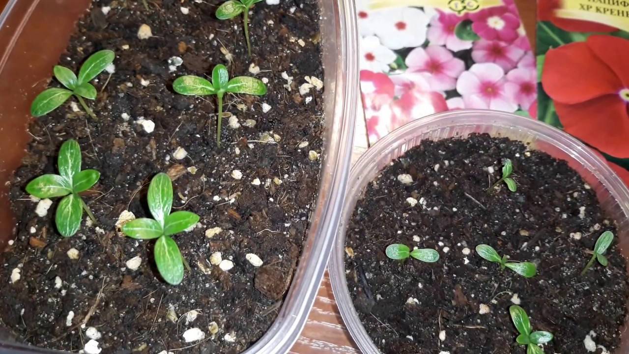 Катарантус - фото, уход в домашних условиях, посадка и выращивание из семян, размножение черенками