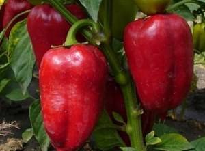12 самых вкусных сортов и гибридов сладкого перца, которые я выращивала