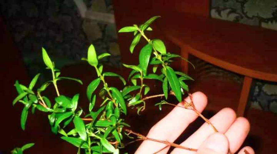 Комнатное растение мирт обыкновенный: выращивание и уход в домашних условиях