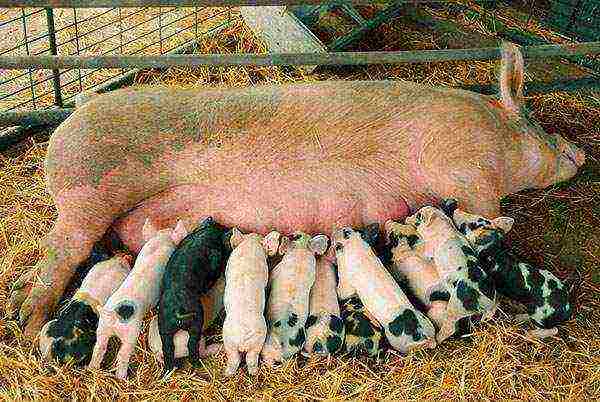 Разведение свиней по линиям