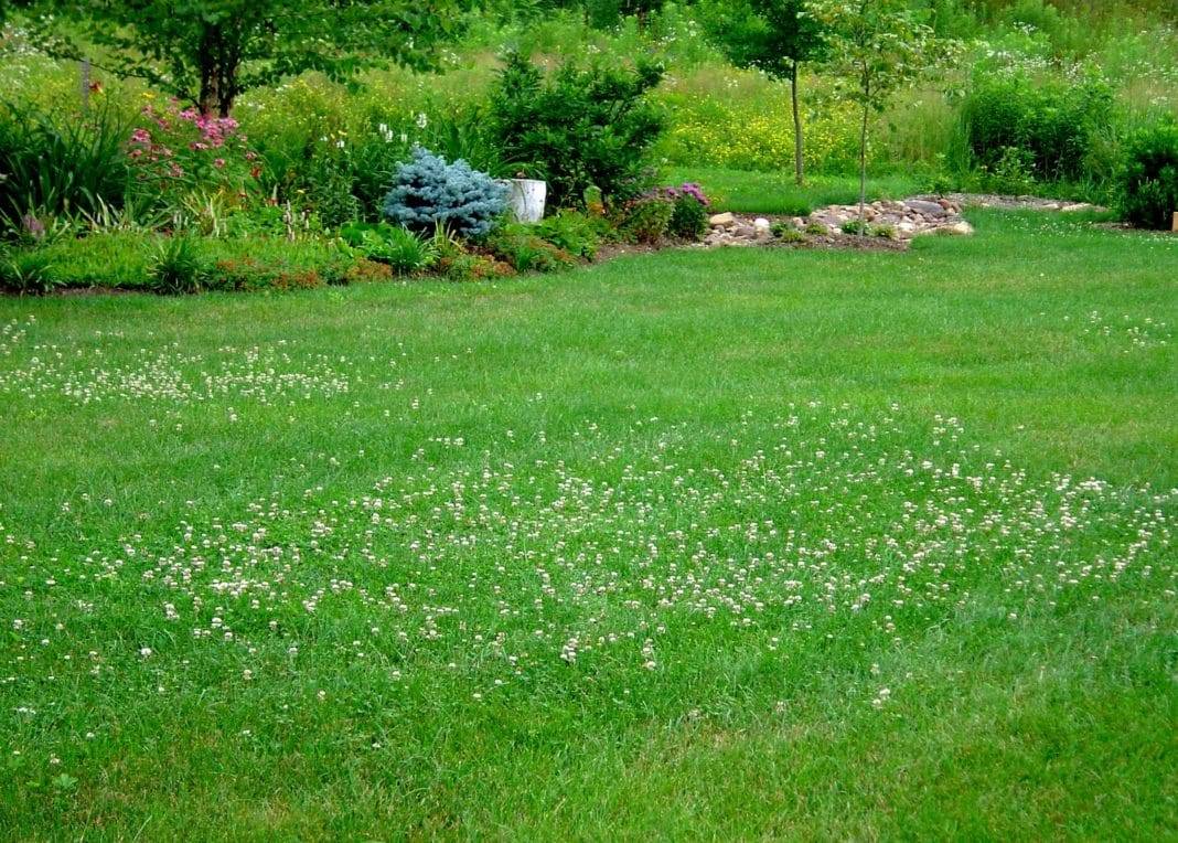 Клевер для газона: лучшие декоративные сорта, как посадить и ухаживать