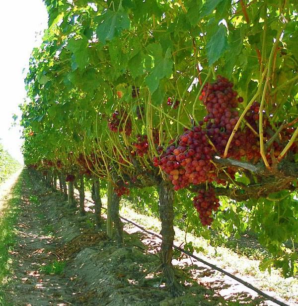 Размножение винограда отводками в летнее время