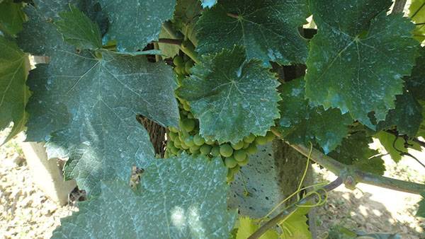 Профилактические обработки винограда – когда? как? чем?
