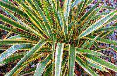 Ложная пальма юкка: способы размножения, правильная посадка