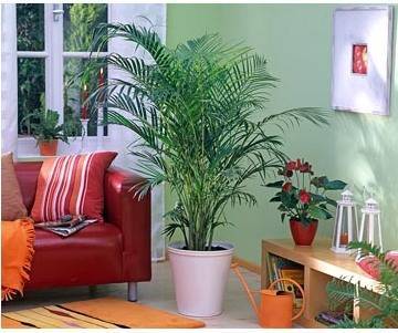 Комнатные растения пальмы: названия домашних пальм и их фото