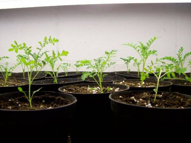 Выращиванием гортензию из семян
