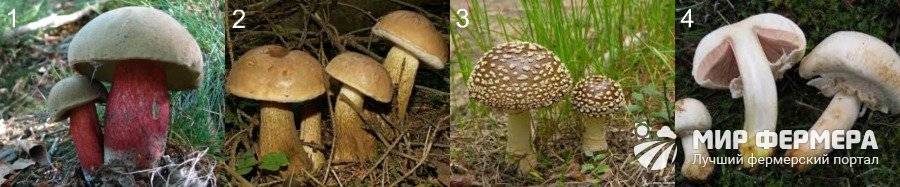 Какие грибы растут в волгоградской области?