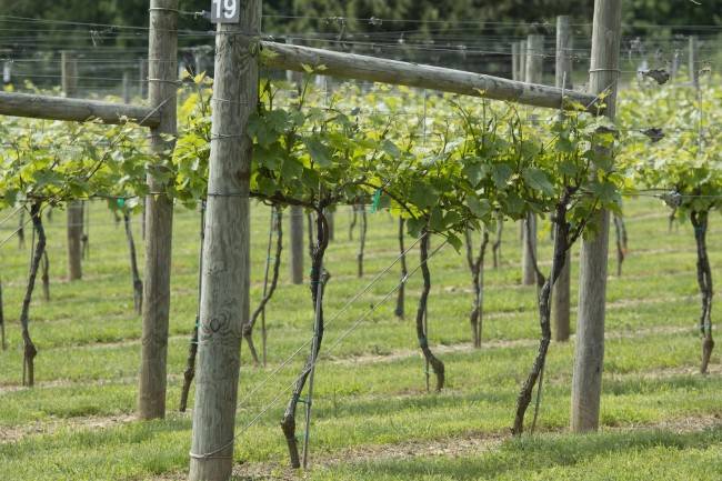 Шпалера для винограда своими руками: чертежи шпалер для успешного выращивания и увеличения урожайности (125 фото)