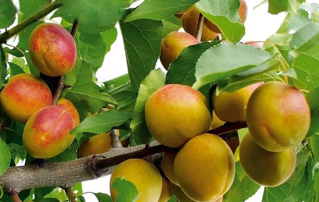 Особенности выращивания абрикоса из косточки в домашних условиях