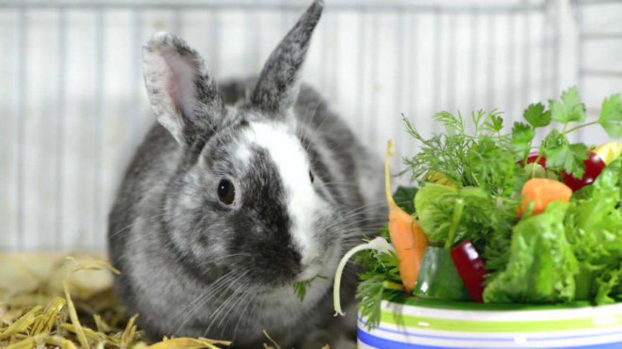 Как выкормить крольчат без крольчихи самостоятельно?