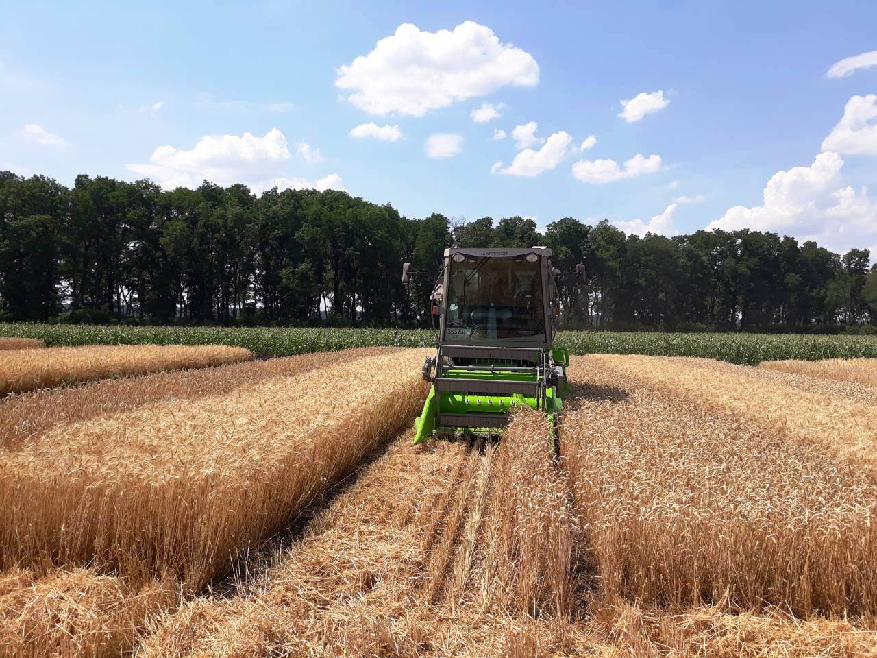 Пшеница — предпосевная обработка семян для хорошего урожая, видео