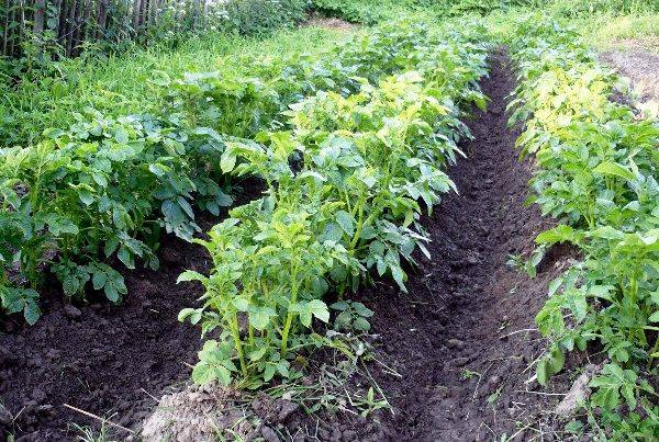 Схемы посадки картофеля – расстояния между рядами и ямками