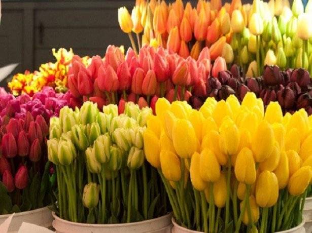 Как сохранить тюльпаны в вазе подольше, несколько советов