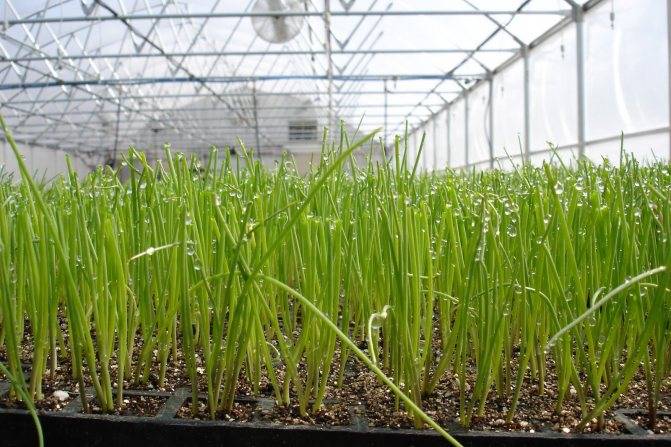 Выращивание лука на зелень: от подоконника до гидропоники!