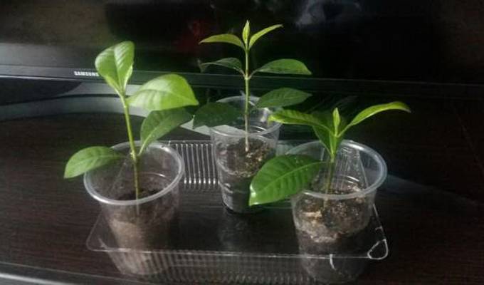 Выращивание гардении из семян в домашних условиях