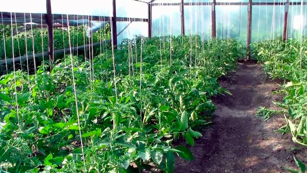 Способ выращивания помидоров в открытом грунте