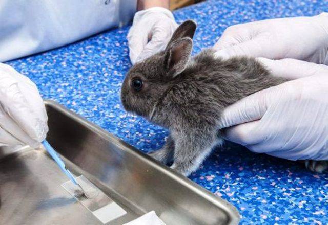 Кокцидиоз у кроликов и лечение народными средствами