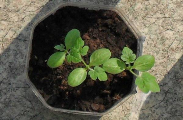 Как вырастить арбузы и дыни в теплице – все работы от посева до сбора урожая