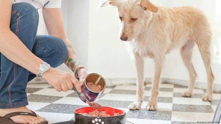 Как выбрать корм «роял канин» для вашей собаки