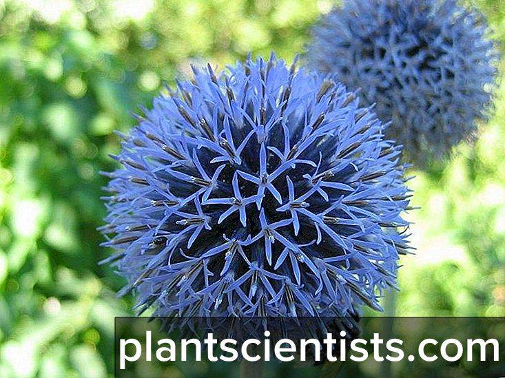 Лучшие медоносные растения – обзор по группам