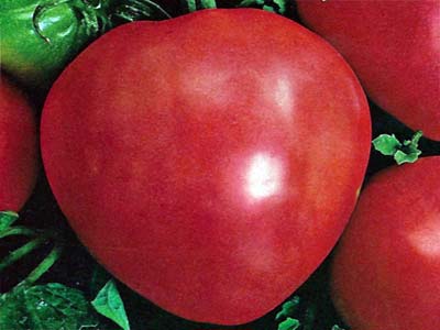 Семейство помидоров «мишка косолапый»: разнообразие цвета и вкуса