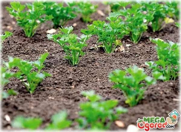 Как получить хороший урожай петрушки? где сажать растение и другие полезные рекомендации