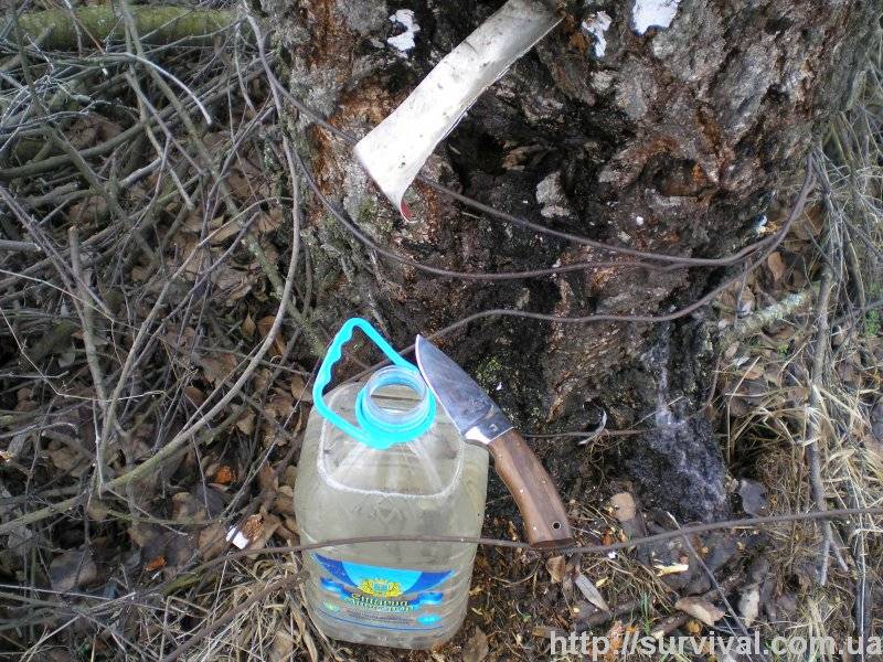 Как собирать березовый сок и сохранить дерево здоровым?