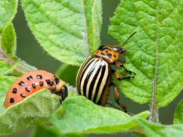 Полезные жуки, которых не стоит истреблять в саду, огороде и на цветах