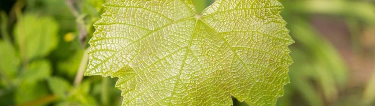 Как излечить хлороз в листьях растений: причины возникновения и диагностика