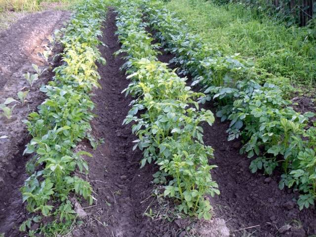 Подготовка картофеля к посадке весной