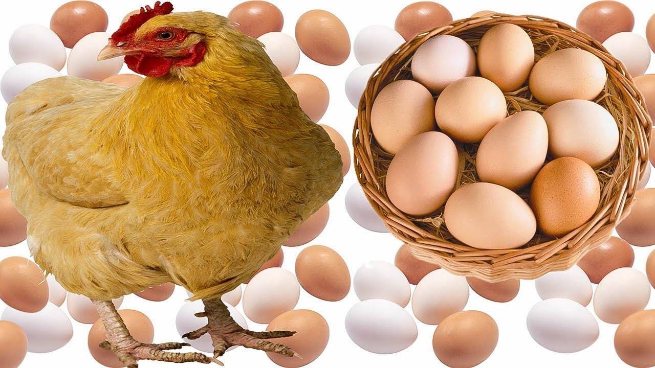 Особенности кладки яиц курами-молодками: сроки, яйценоскость, продолжительность, повышение количества и качества яиц
