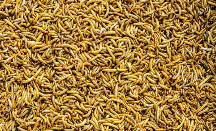Дождевой червь и его выращивание и разведение в домашних условиях
