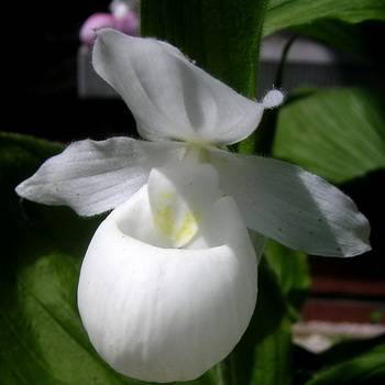 Орхидея венерин башмачок в домашних условиях
