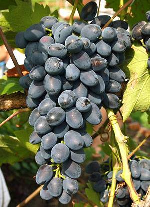 Выращивание винограда на урале: фото и видео