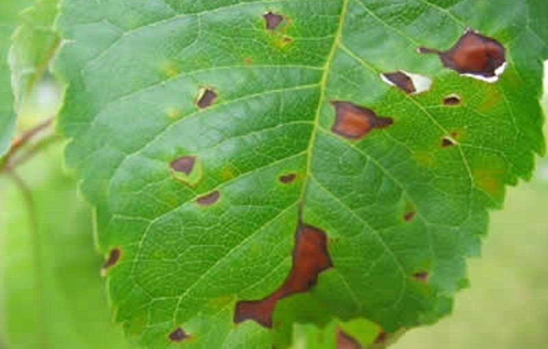 Распространенные болезни вишни: фото и лечение