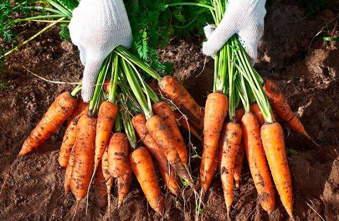 Какими болезнями поражается морковь, как от них избавиться и не допустить возвращения?